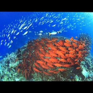 Meet your Posher, Kellan